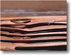 CARPENTER ANT DAMAGE