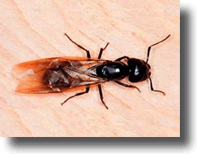 QUEEN CARPENTER ANT