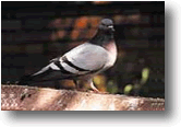 Feral Pigeon