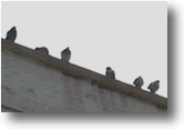 Pigeons roosting on a commercial building 