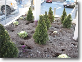 Rodent Burrows (Rat)